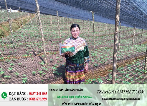 Bán Hoa tam thất tại Hà Nội - Địa chỉ cửa hàng bán hàng chất lượng