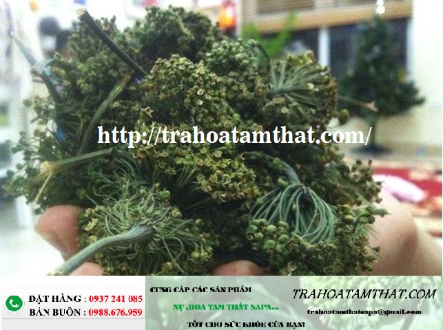 Hoa Tam Thất và những công dụng bất ngờ